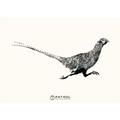 Field Sports Pheasant Print